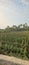 Planting Long Bean Vegetables in the Fields