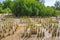 Planting mangroves replacement. This reduces the problem of coastal erosion and create habitat