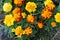 Planting marigold flowers.