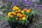 Planting marigold flowers.