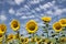 Planting of maturing sunflowers with a beautiful blue sky full of white clouds in the background. Concept plants, seeds, oil,