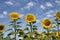 Planting of maturing sunflowers with a beautiful blue sky full of white clouds in the background. Concept plants, seeds, oil,