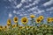 Planting of maturing sunflowers with a beautiful blue sky full of white clouds in the background. Concept plants, seeds, oil,