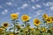 Planting of maturing sunflowers with a beautiful blue sky full of white clouds in the background. Concept plants, seeds, oil,