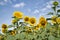 Planting maturing sunflowers on a nice clear day. Concept plants, seeds, oil, plantation, nuts