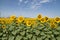 Planting maturing sunflowers on a nice clear day. Concept plants, seeds, oil, plantation, nuts