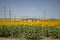 Planting of maturing sunflowers with a power plant in the background. Concept plants, seeds, oil, plantation, nuts