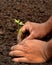 Planting neem plant