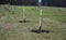 Planting of a new orchard, windbreak, bio-corridor, alley of fruit trees. fixed to the pole and fenced with plastic protective mes