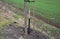 Planting of a new tree, windbreak, biocodor, alley of fruit trees. fixed to the pole and fenced with plastic protective mesh. in a