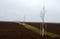 Planting of a new windbreak in field, bio corridor, alley of ash trees. fixed to the poles and fenced with plastic protective mesh