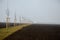 Planting of a new windbreak in field, bio corridor, alley of ash trees. fixed to the poles and fenced with plastic protective mesh