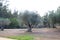 Planting olive trees in the fields of spain. The olive trees are centenary and their fruit is the olive for the production of