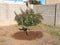 Planting an Orange Tree in Arizona Backyard