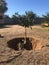 Planting an Orange Tree in Arizona Backyard