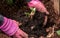 Planting out sprouting dahlia tuber with shoots in spring flower garden