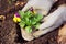 Planting pansy