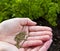 Planting Parsley Seeds