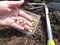 Planting peas. Sprouted peas with the image of the hand.