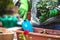 Planting pelargonium flowers into window box