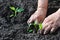 Planting a pepper seedling