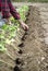 Planting pepper seedlings