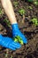 Planting pepper seedlings. Human gloved hands taking care of a seedling in the soil. New sprout on sunny day in the garden in