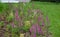 Planting perennials in the flowerbed in a transport growing pot. the gardener mulches with lava brown gravel which prevents the gr