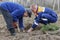Planting pine seedlings in the Chernobyl exclusion zone in the Gomel region of Belarus.