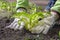 Planting plant with hands on the dark soil. Gardener with white gloved hands around bright green seedling. Close up