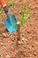 Planting or plant young small tree in home garden