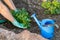 Planting plants Astilba on flower bed rockery