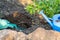 Planting plants Astilba on flower bed rockery - digging holes