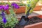 Planting plants and flowers in a pot outdoors. Female hands planting a purple flower in a flowerpot. The gardener