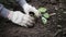 Planting plants in the ground. The gardener is planting a seedling.