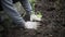 Planting plants in the ground. The gardener is planting a seedling.