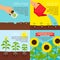 Planting process, growing sunflowers illustrations