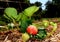 Planting red and green strawberry and its leaves in a vegetable garden