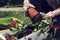 Planting red pelargonium in white pot