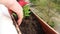 Planting red petunia flowers on the balcony