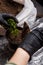 Planting and replanting of home potted flowers. Kalanchoe seedling in gardeners hands. Close up