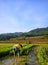 planting rice in the rice fields with a beautiful view