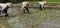 Planting rice seedlings