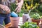 Planting rosemary herb into flower pot