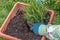 Planting of rosemary in terracotta flowerpot