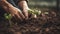 Planting a row of young seedlings