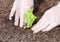 Planting salad in ground.