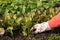 Planting salad seedlings