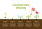 Planting Seed Process Banner, Stages of Growth of Flower from Seed, Timeline Infographic of Planting Garden Flower