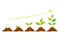 Planting seed sprout in ground. Infographic sequence grow sapling. Seedling gardening tree. Icon, flat isolated on white backgroun